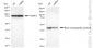 KD-Validated Anti-Bone morphogenetic protein 6 Rabbit Monoclonal Antibody